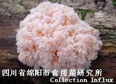 花菇蟲草花姬松茸猴頭菇功效,蘑菇在國外成網紅原料
