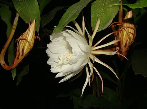 昙花-植物作文500字[合计4篇]