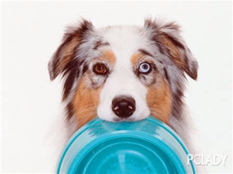 狗狗总是流口水是疾病征兆吗,狗老溜口水是什么原因