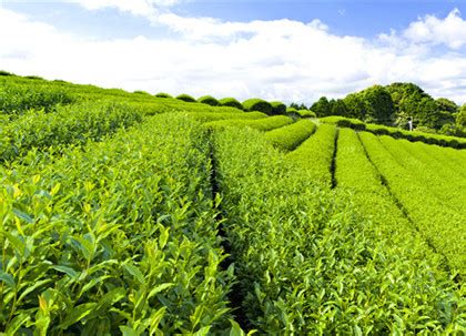 竹叶青茶叶是哪里的,峨眉山竹叶青茶