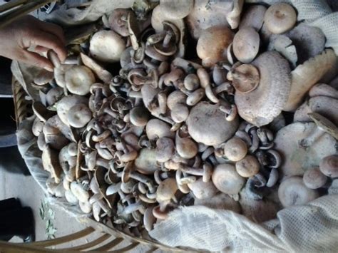 古人怎么吃菌菇,松蕈菇怎么培植
