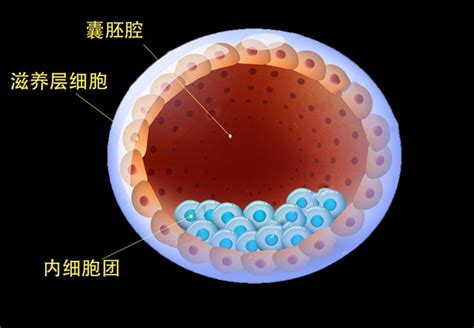 囊胚移植孕酮7.2正常吗