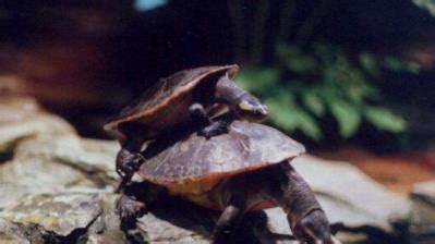 乌龟怎么看几岁,怎么看雄乌龟
