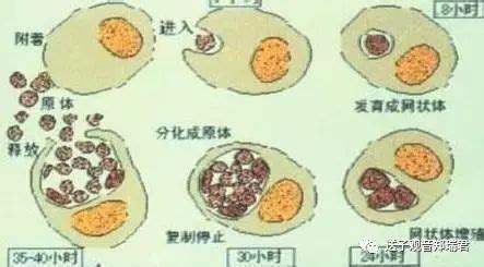 生殖道感染是什么意思