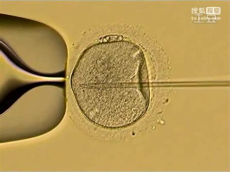 试管婴儿可以用别人的精子和卵子吗