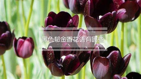 黑色郁金香的花语是什么.