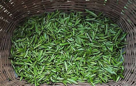 竹叶青茶有什么作用,喝竹叶青茶有什么好处