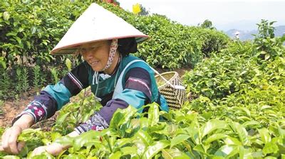 勐海有多少茶厂,润元昌普洱茶网