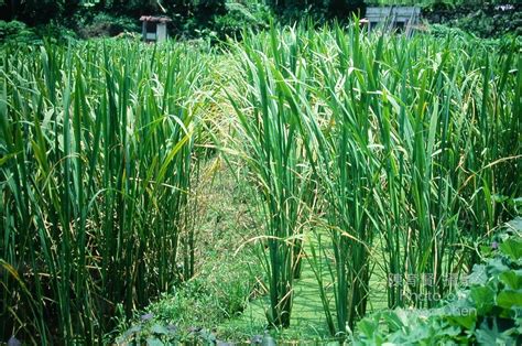 野菰怎么种植