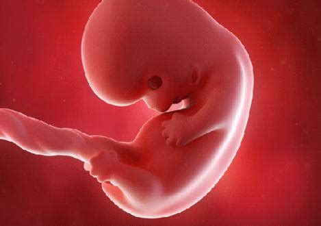 怀孕5个月的胎儿都发育了什么