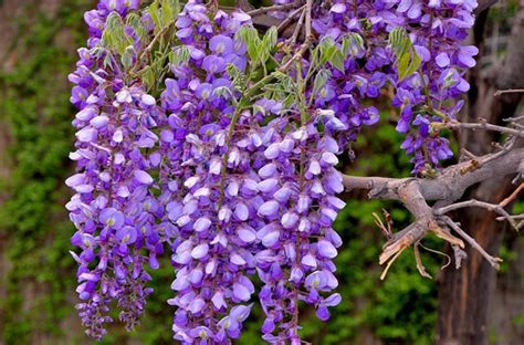 紫藤花种植时间在什么时候比较好