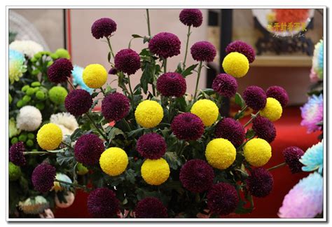 看菊展_小学生参观作文400字（推荐6则）