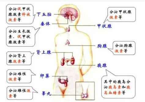 免疫性不孕不育是什么意思