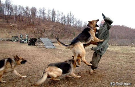 军犬与警犬有什么区别