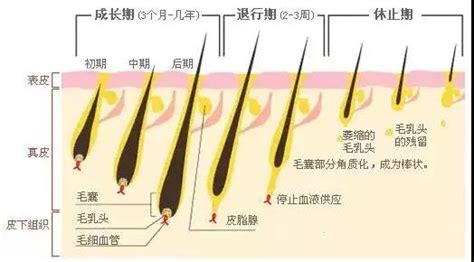 生命周期和生长时期