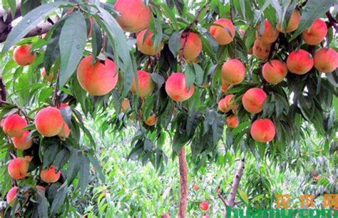中国桃树的品种大全