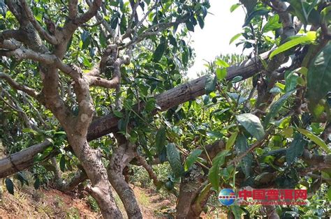 茶叶中已知的氨基酸有多少种,这种水果富含18种氨基酸