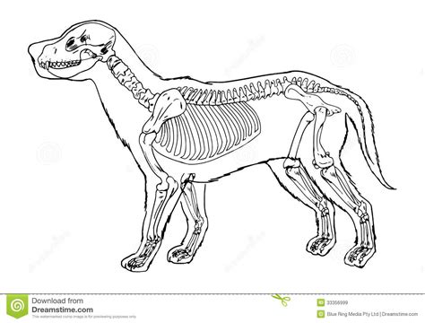贵宾各个骨骼比例是多少,宠物《贵宾犬》资料详解