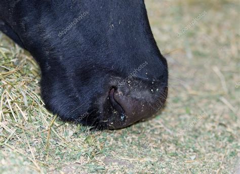 怎么分辨法牛品相的好坏,法牛的鼻子很干为什么