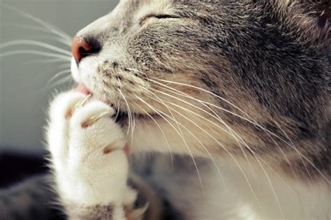小猫咪为什么会脚臭,猫爪为什么真菌感染