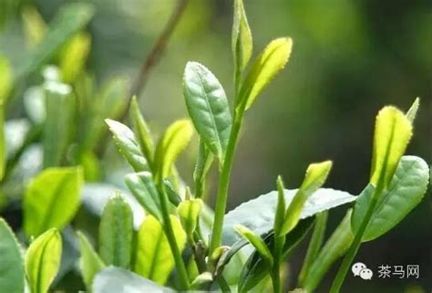 制白茶的主要工艺是什么,白茶的初制工艺是什么