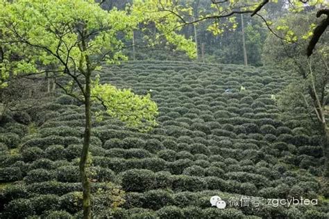 正宗杭州西湖龙井茶产地,杭州西湖龙井茶市场在哪里