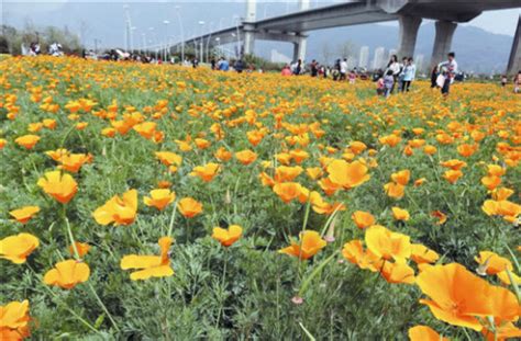 这个花花期多久,开败了怎么处理?还会再开吗?