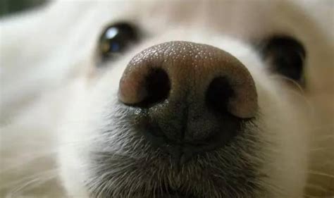 狗鼻子有多处变白是怎么回事,狗狗鼻子为什么发白