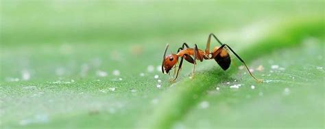 蚂蚁在冬季消失是因为需要冬眠吗