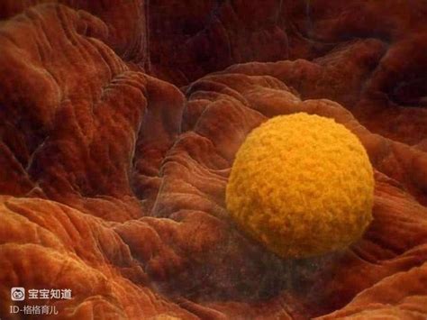 备孕期间多久受孕一次