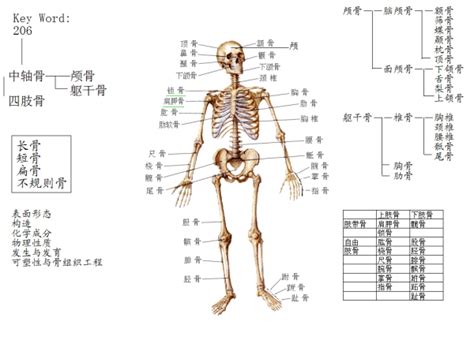 人体骨骼图 有什么结构特点 这样的结构有什么优点