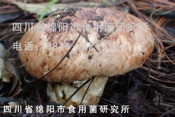 白色松茸一样的是什么菌 与松茸相似的菌是什么