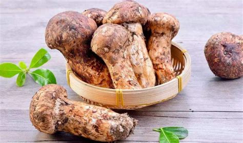 松茸菇的营养价值与功效 猪肚炖松茸菇的营养价值