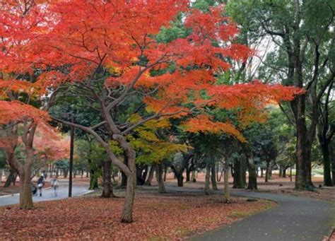 形容枫树枝干的句子【精选40条】