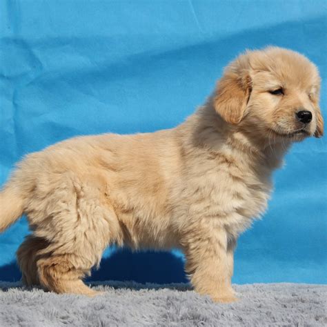 1500刚买的金毛犬,一只金毛幼犬母的多少钱一只