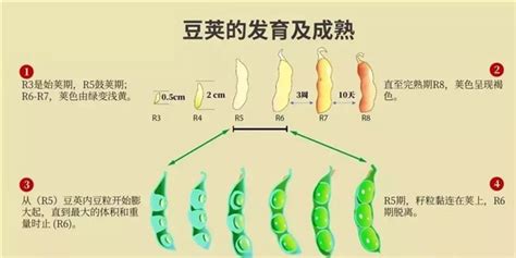 菜豆的生命周期要经历种子萌发、植株生长、开花结果等阶段．请结合如图的三幅图片，分析回答下列问题：（