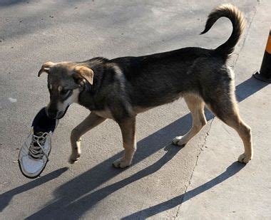 小柴犬为什么喜欢咬鞋子,为什么狗狗喜欢咬鞋子