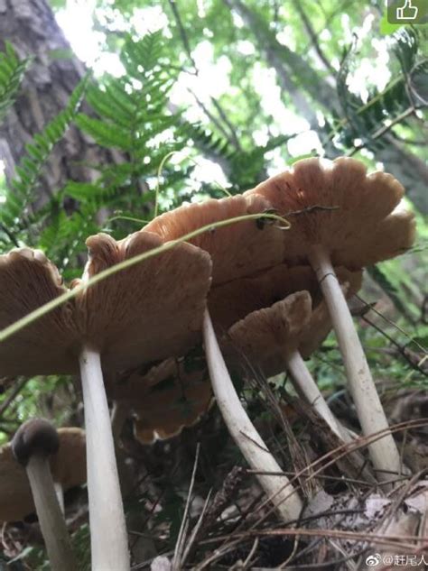 松茸和鸡枞你爱哪个,鸡枞和松茸谁好一点