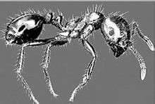 火红蚁怎么找,红火蚁具体怎么消灭用什么药