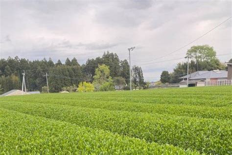 思茅为什么叫思茅,茶城又称什么