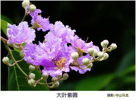 这是什么花?