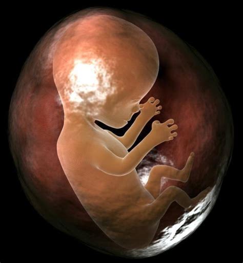 远离胎停育备孕期应注意哪几点