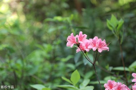 什么茶叶清肺最好,清肺养肺最好的茶