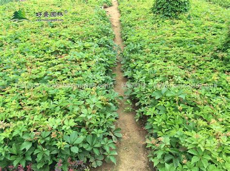 我发现了爬山虎-状物作文350字(共9篇)