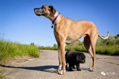 体型过大的高加索犬适合家养吗,高加索犬为什么大
