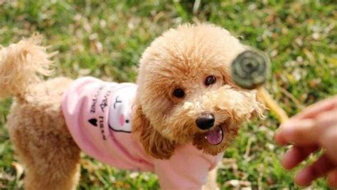 泰迪犬感冒什么癥狀