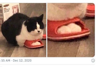 如何说服爸妈养猫咪