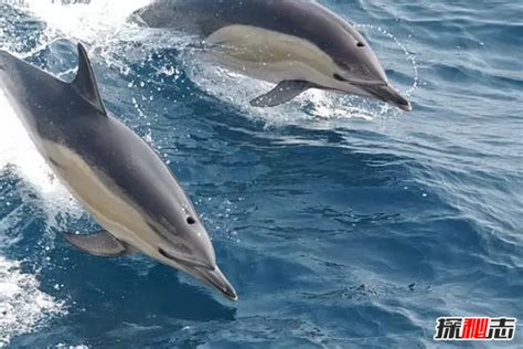海豚为什么最聪明,大海里最聪明的动物是什么