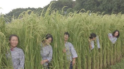 黑龙江能种巨型稻吗