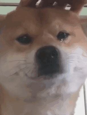 狗哭是什么原因